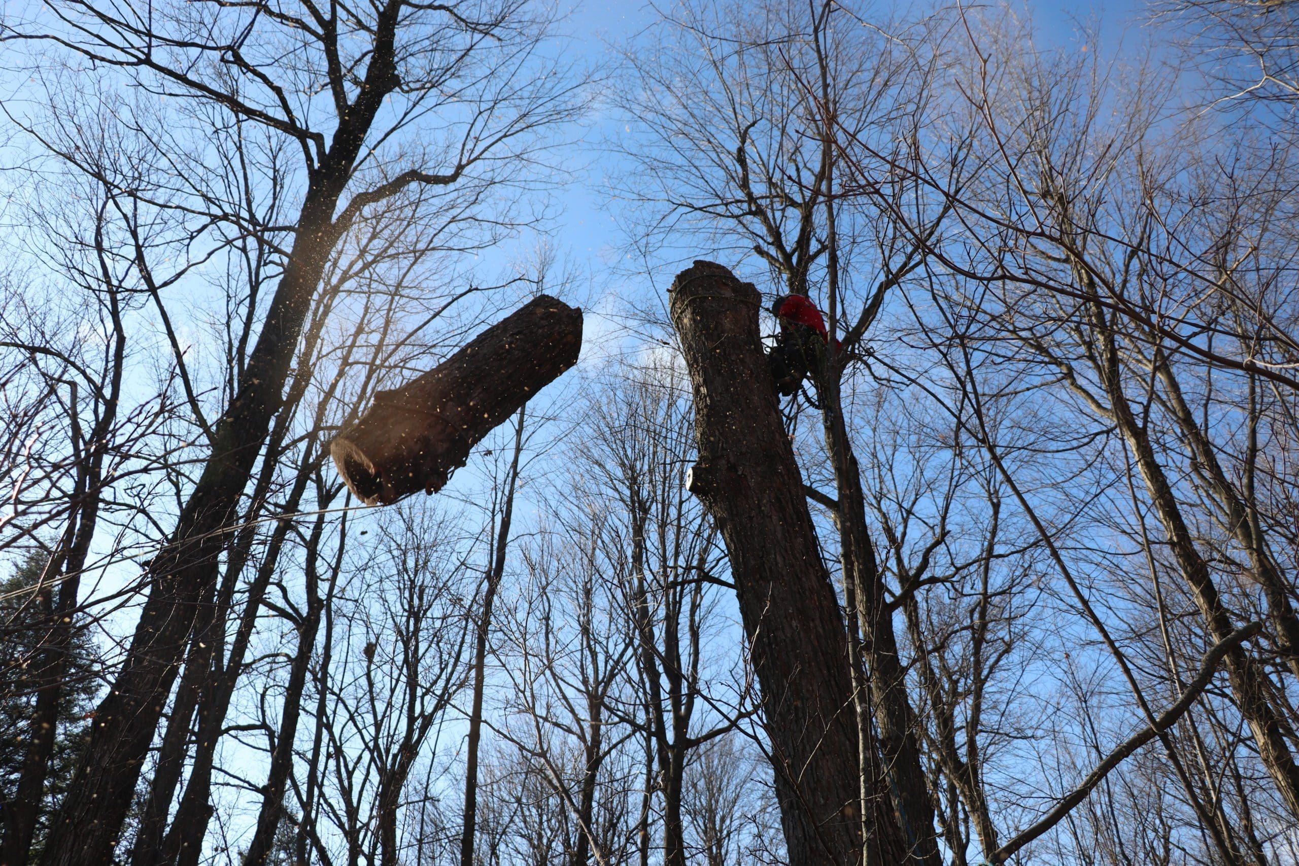 tree removal Knowlton