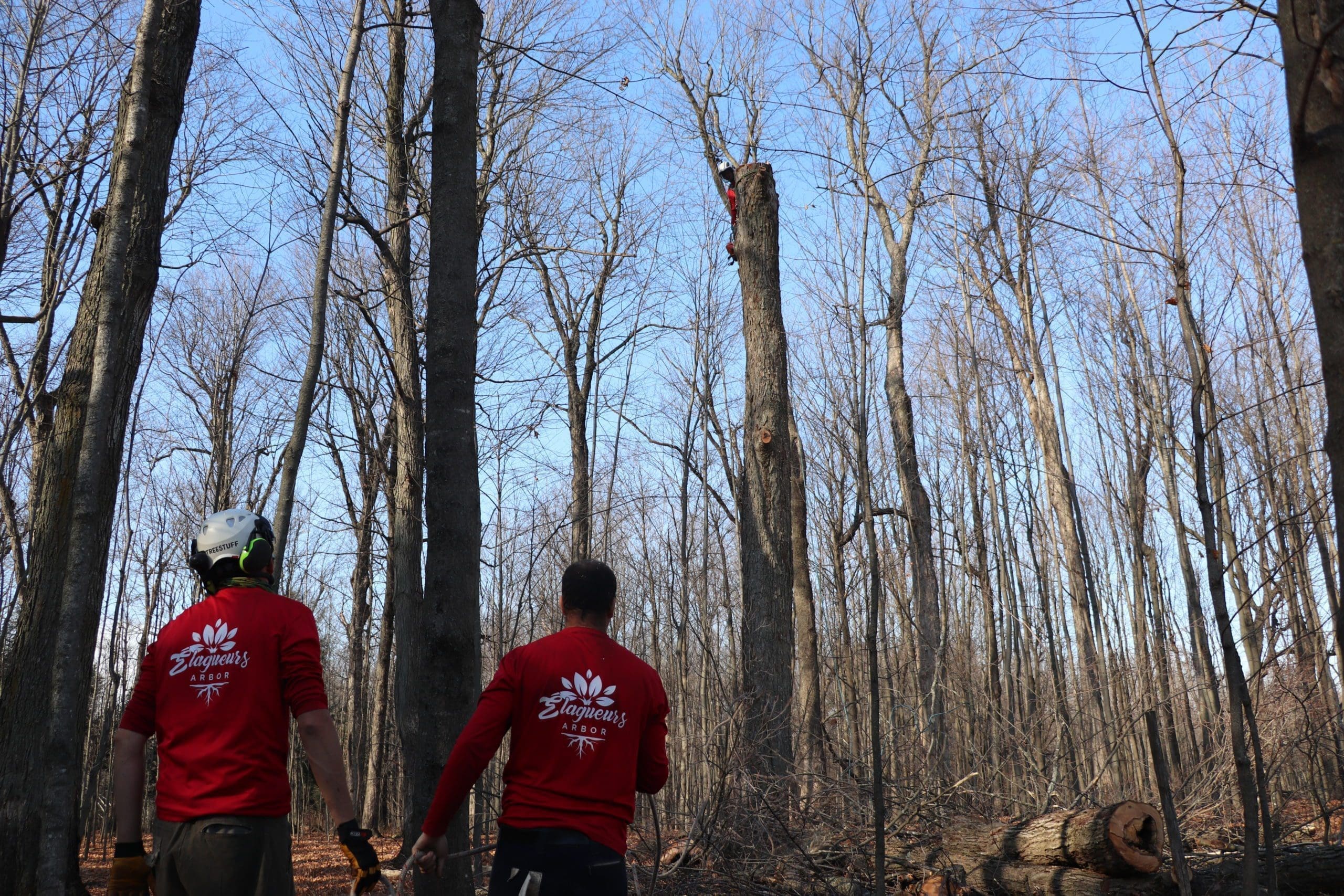 tree removal Lac-Brome/Brome
