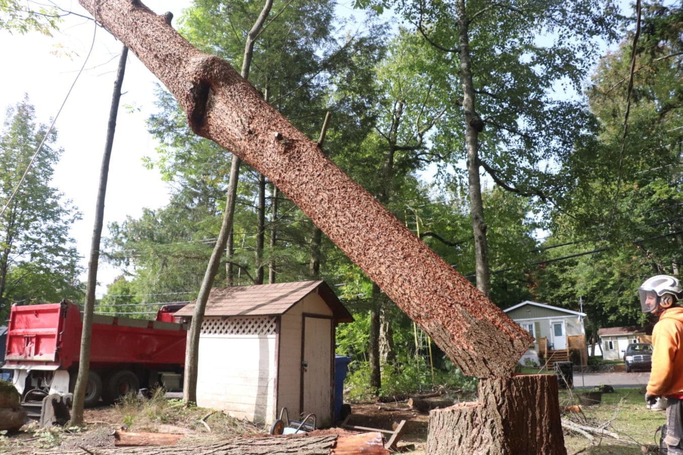 tree removal waterloo