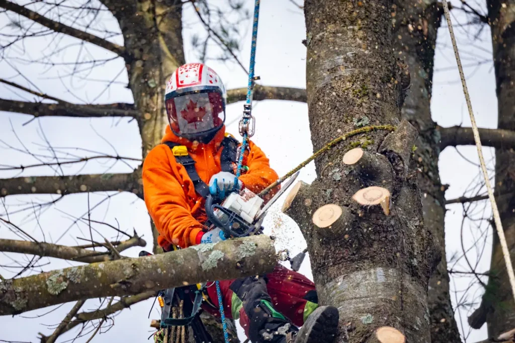 Arboriculteur à Bromont effectuant l’émondage d’un arbre en hauteur avec équipement de sécurité