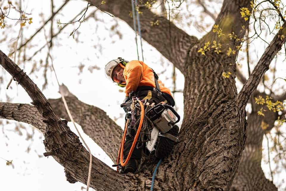 tree felling Brigham