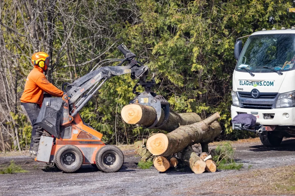 arboriculteur à Waterloo utilisant une mini-chargeuse pour déplacer des troncs d’arbres après un abattage